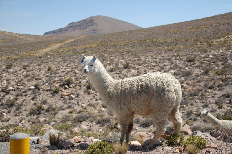 Lama in Peru