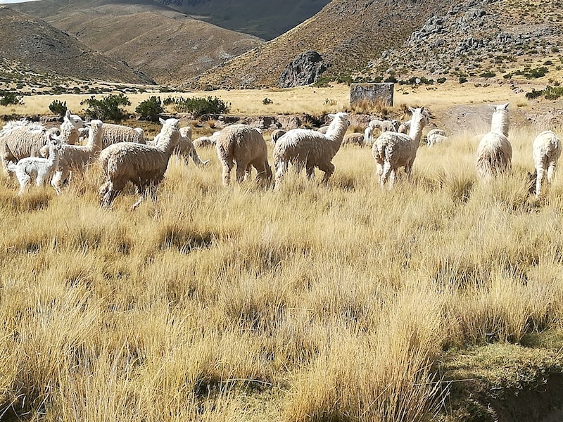 Lamas und Alpakas in den peruanischen Anden